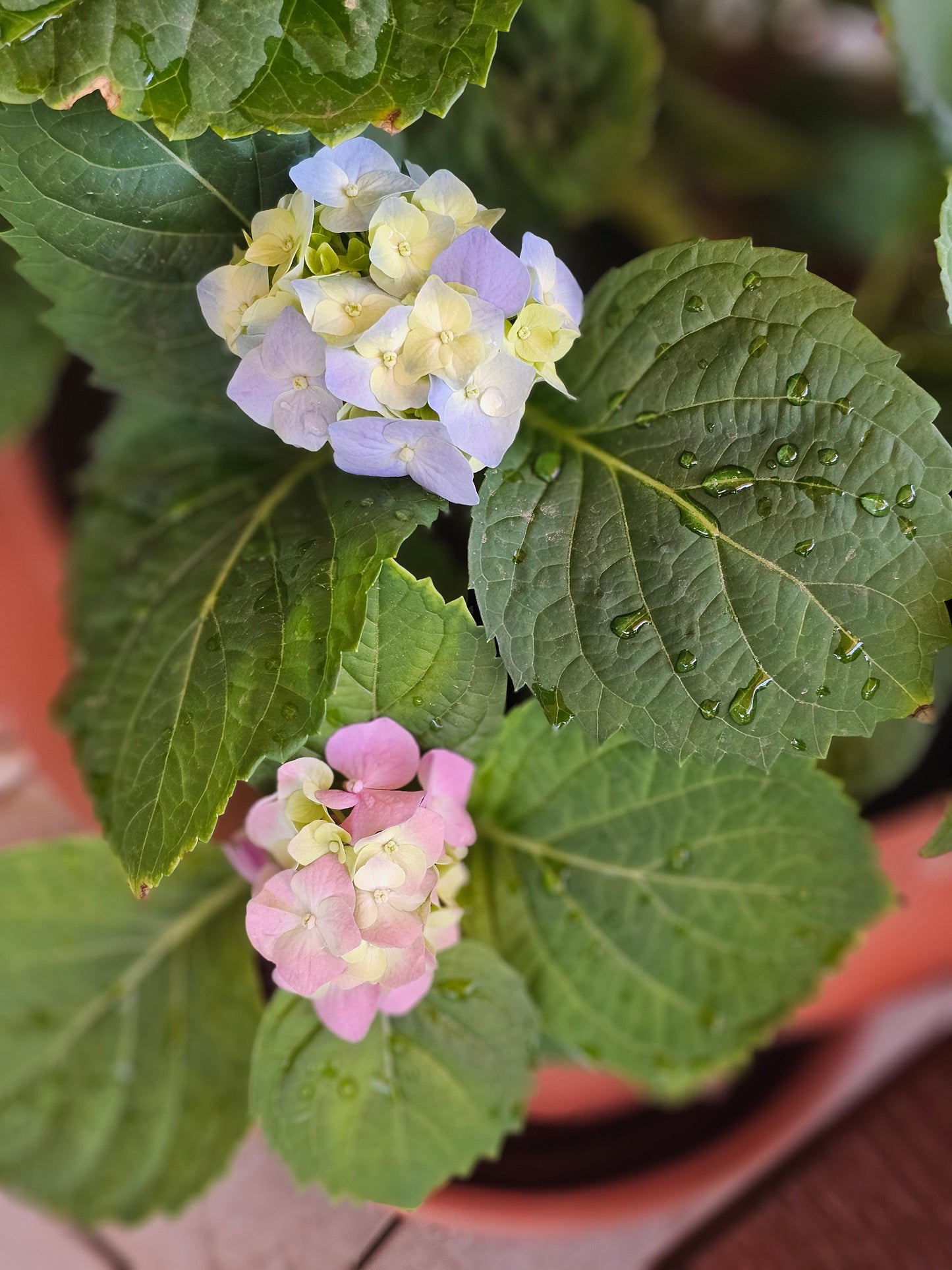 Soul Γυναικεία Τσάντα Ethereal Βεραμάν-Λευκό 345564